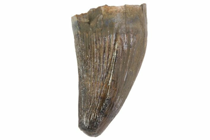 Deinosuchus Tooth - Aguja Formation, Texas #67573